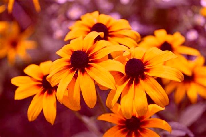 Prehistoric slot machine